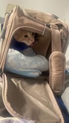Reunited Female Cat last seen Near glenn st, Philadelphia, PA 19114