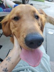 Found/Stray Male Dog last seen Hampton ct, Oakdale, CA 95361
