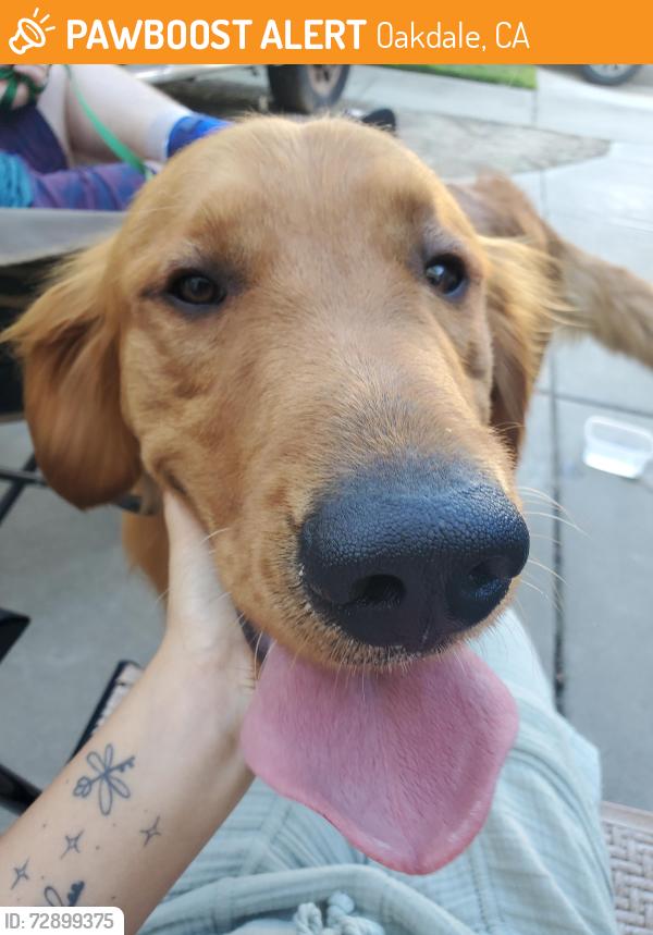 Found/Stray Male Dog last seen Hampton ct, Oakdale, CA 95361
