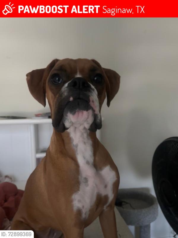 Lost Female Dog last seen Old Decatur & WJ Boaz, Saginaw, TX 76179