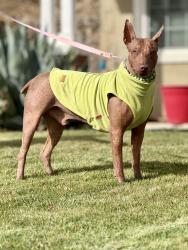 Reunited Male Dog last seen Bakersfield by McDonalds , Bakersfield, CA 93301