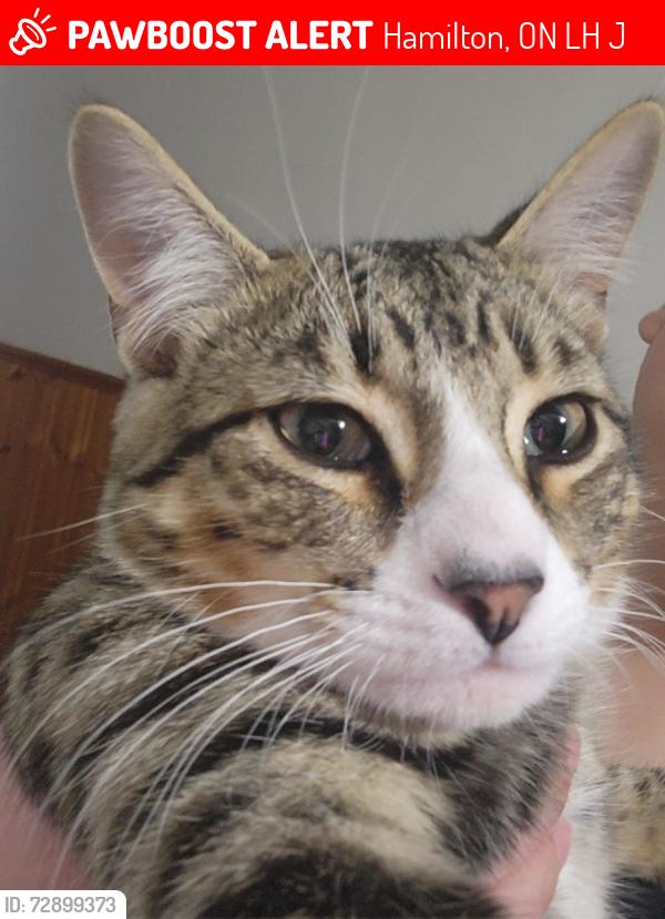 Lost Male Cat last seen Near paling ave, Hamilton, ON L8H 5J6