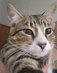 Lost Male Cat last seen Near paling ave , Hamilton, ON L8H 5J6