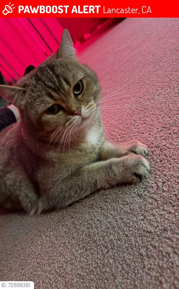 Lost Male Cat last seen pondera street , Lancaster, CA 93536