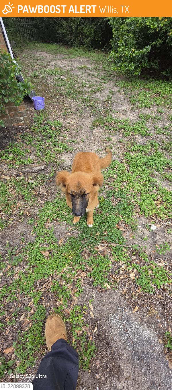 Found/Stray Female Dog last seen Near fm2432, Willis, TX 77378
