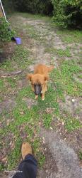 Found/Stray Female Dog last seen Near fm2432, Willis, TX 77378