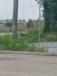 Found/Stray Unknown Dog last seen Kashmere st, Houston, TX 77026