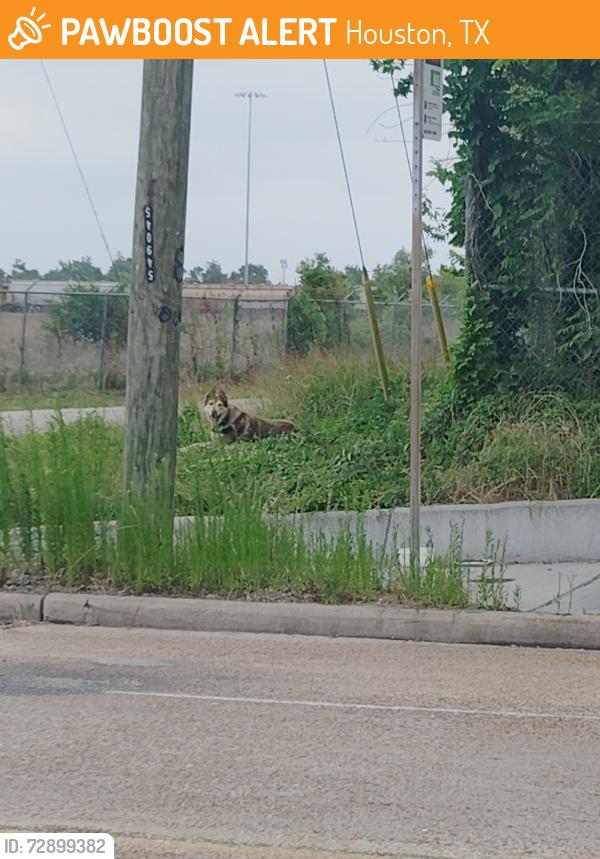 Found/Stray Unknown Dog last seen Kashmere st, Houston, TX 77026