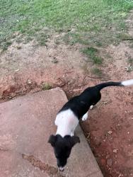 Found/Stray Female Dog last seen Dobbs and south 249th street , Oklahoma City, OK 74857