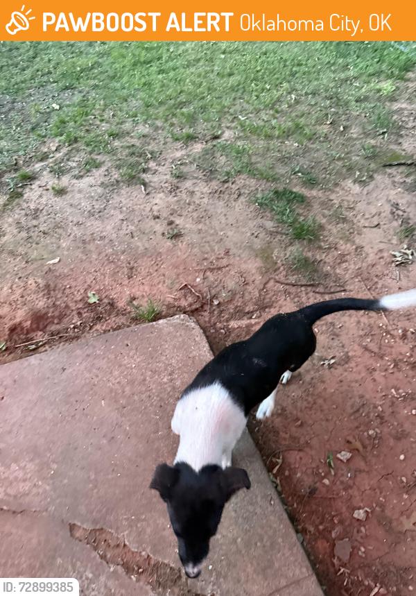 Found/Stray Female Dog last seen Dobbs and south 249th street , Oklahoma City, OK 74857