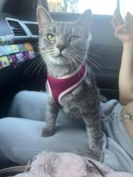 Reunited Female Cat last seen Crawford dr, Rockville, MD 20851