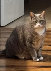 Reunited Male Cat last seen Bushard/ Gardenia, Fountain Valley, CA 92708