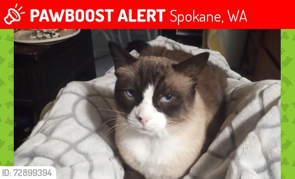 Lost Male Cat last seen North Altamont and Bruce st, Spokane, WA 99260