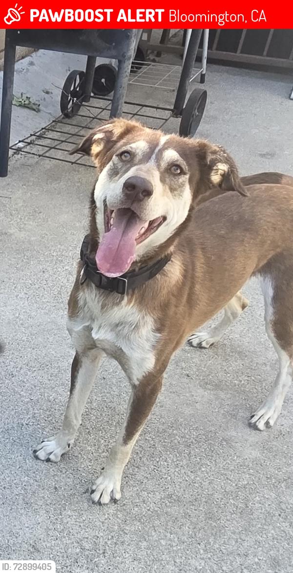 Lost Female Dog last seen Cedar and etiwanda, Bloomington, CA 92316