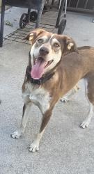 Lost Female Dog last seen Cedar and etiwanda, Bloomington, CA 92316