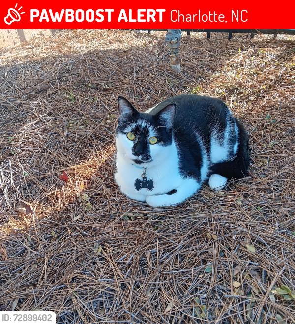 Lost Male Cat last seen South blvd, Charlotte, NC 28210