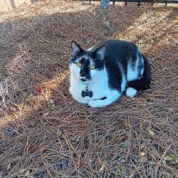 Lost Male Cat last seen South blvd , Charlotte, NC 28210