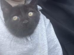 Lost Female Cat last seen Near Westminster St, Saint Paul, MN 55130
