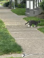 Found/Stray Unknown Cat last seen near hse, Aspinwall, PA 15215