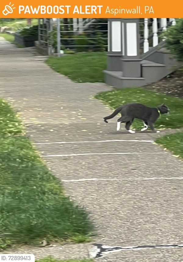 Found/Stray Unknown Cat last seen near hse, Aspinwall, PA 15215