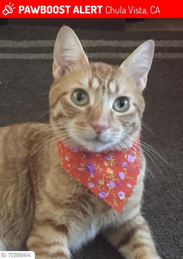 Lost Male Cat last seen Broadway , Chula Vista, CA 91911
