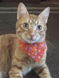 Lost Male Cat last seen Broadway , Chula Vista, CA 91911