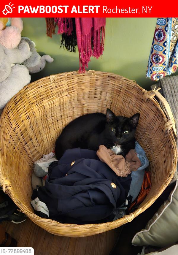 Lost Female Cat last seen Near yarkerdale drive, Rochester, NY 14615