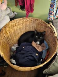Lost Female Cat last seen Near yarkerdale drive, Rochester, NY 14615