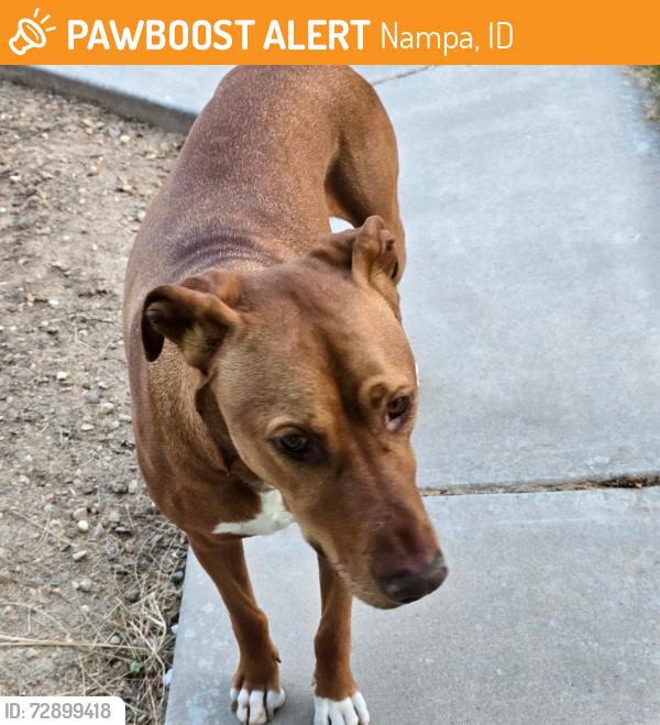 Found/Stray Male Dog last seen W shoshone ave, Nampa, ID 83651
