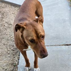 Found/Stray Male Dog last seen W shoshone ave, Nampa, ID 83651