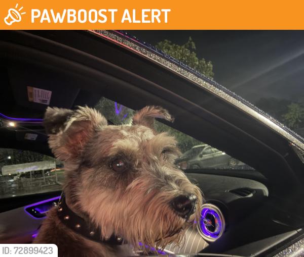 Found/Stray Male Dog last seen Near sw 248st , Miami-Dade County, FL 33031