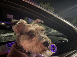 Found/Stray Male Dog last seen Near sw 248st , Miami-Dade County, FL 33031