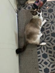 Lost Male Cat last seen Mc Arthur dairy, Miami, FL 33138