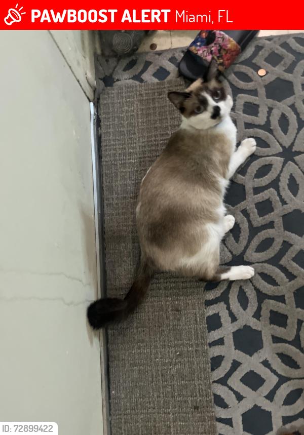 Lost Male Cat last seen Mc Arthur dairy, Miami, FL 33138