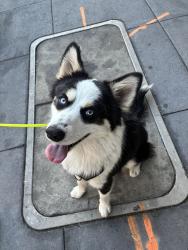Found/Stray Male Dog last seen Near broadway , San Francisco, CA 94133