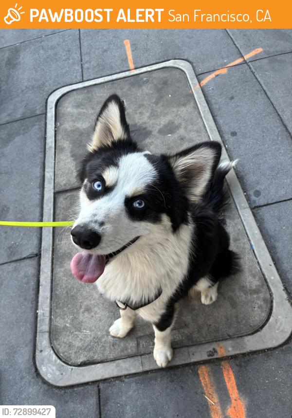 Found/Stray Male Dog last seen Near broadway , San Francisco, CA 94133