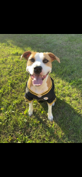 Lost Female Dog last seen Park Ave, South Franklin twp , Washington, PA 15301