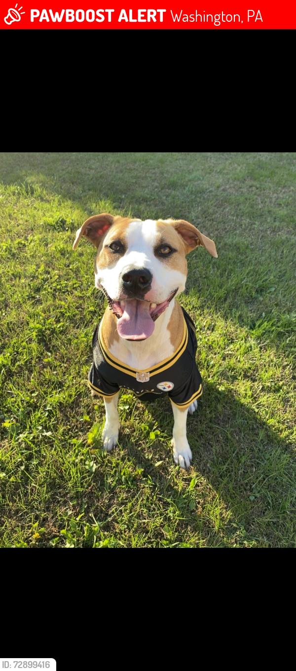 Lost Female Dog last seen Park Ave, South Franklin twp , Washington, PA 15301