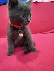 Lost Male Cat last seen Near st  Broadway , Queens, NY 11373