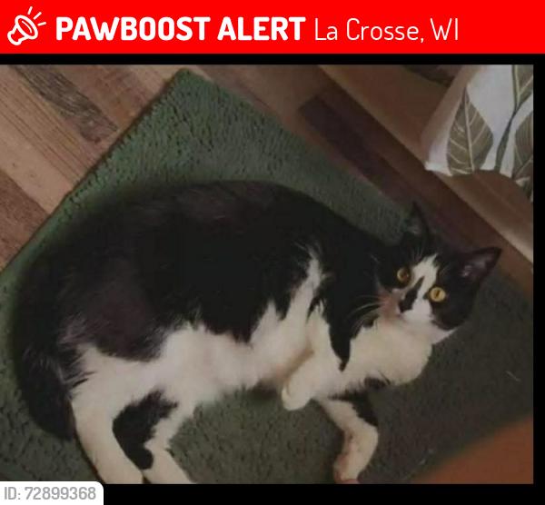 Lost Female Cat last seen Campbell community center , La Crosse, WI 54603
