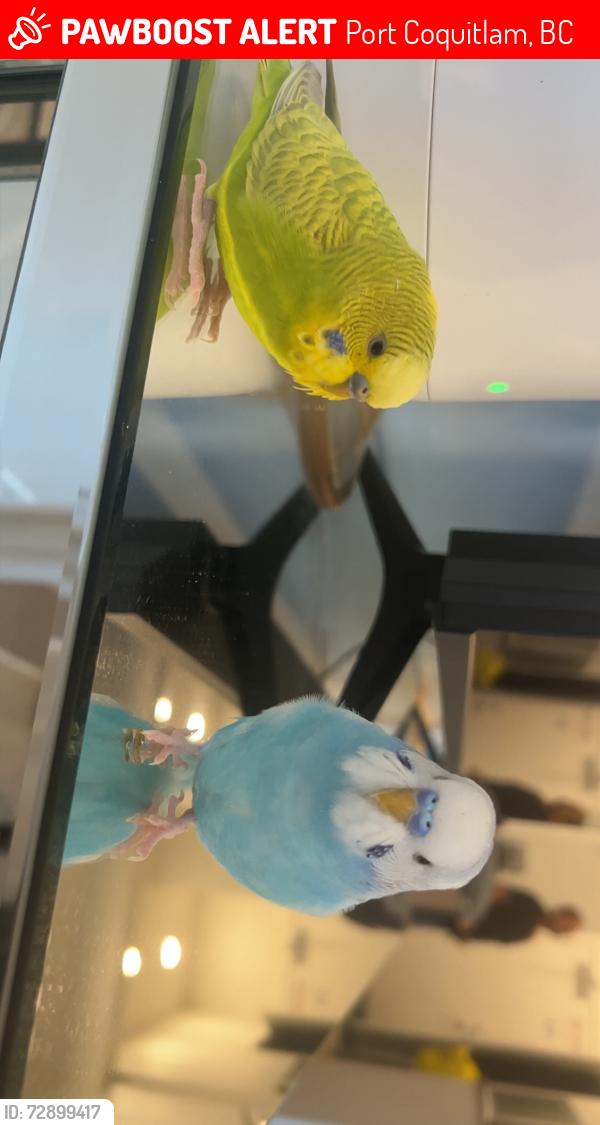 Lost Male Bird last seen Grant ave next to the Our Lady Of The Assumption Roman Catholic Church , Port Coquitlam, BC 