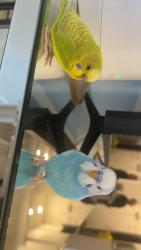 Lost Male Bird last seen Grant ave next to the Our Lady Of The Assumption Roman Catholic Church , Port Coquitlam, BC 