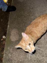 Found/Stray Unknown Cat last seen Humboldt , Green Bay, WI 54311