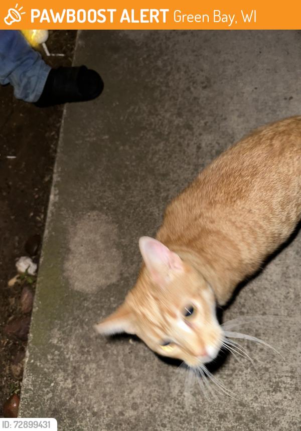 Found/Stray Unknown Cat last seen Humboldt , Green Bay, WI 54311