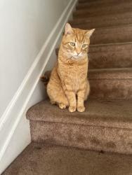 Lost Male Cat last seen Briar Creek Rd and Central Ave, Charlotte, NC 28205