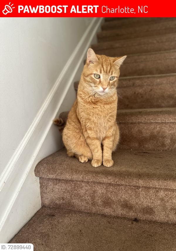 Lost Male Cat last seen Briar Creek Rd and Central Ave, Charlotte, NC 28205