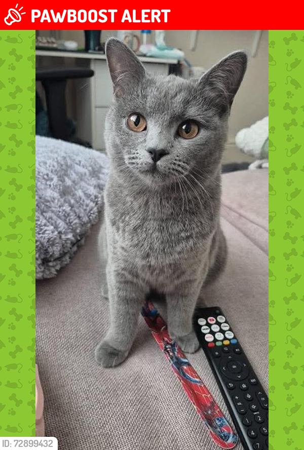 Lost Female Cat last seen Fairfield road near c, Greater Manchester, England M43