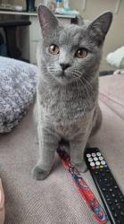 Lost Female Cat last seen Fairfield road near c, Greater Manchester, England M43