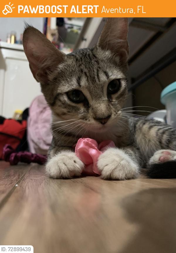 Found/Stray Unknown Cat last seen NE 27 Ave, Aventura, FL 33160