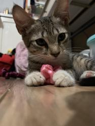 Found/Stray Unknown Cat last seen NE 27 Ave, Aventura, FL 33160